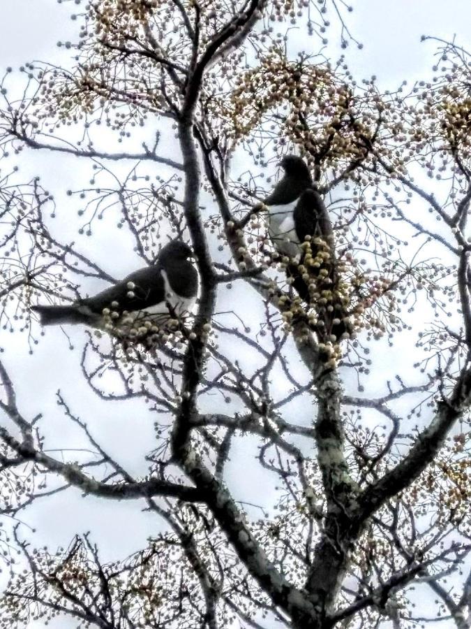 Birds Eyes Te Awanga Bed and Breakfast Buitenkant foto
